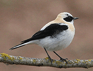 birding in spain birding family guided day tours steppes black-eared wheatear photo
