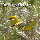 birding in spain birding family short breaks cap de creus golden oriole photo