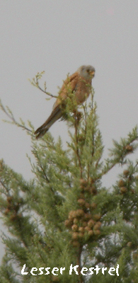 spain bird watching in spain lesser kestrel photo