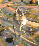 spain birdwatching in spain little crake photo