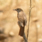 guided birding spain nightingale photo