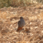 spain birding in spain red footed falcon photo