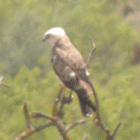 birding in catalonia short toed eagle photo