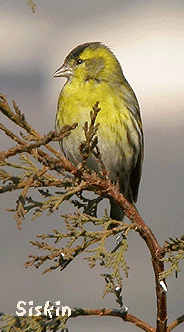 guided birding in spain siskin january 2008 summary
