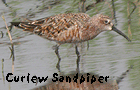 birdwatching vacation spain curlew sandpiper photo