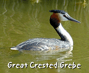 birding vacation spain aiguamolls great crested grebe photo