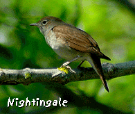 birding in spain vacation nightingale photo