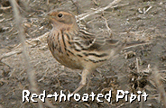 birding trip spain emporda red throated pipit photo