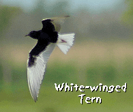 bird watching vacation spain white-winged tern photo