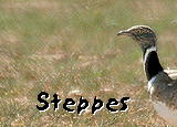 birding in spain steppes day tour banner