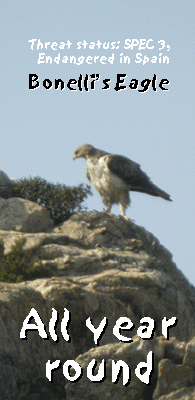 spanish birding vacation bonelli's eagle photo