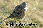 spanish birding vacation alpine accentor photo