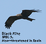 birding tours spain black kite photo