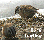 birding tour spain rock bunting photo