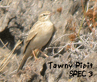 birding tour europe tawny pipit photo