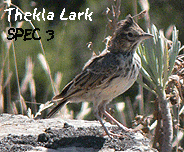 birding tours spain thekla lark photo
