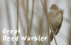 birdwatching holidays spain ebro delta great reed warbler photo