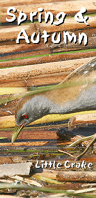 spain birding in ebro delta spring autumn photo