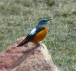 birding in spain rock thrush photo gallery 1