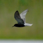 birding in spain black tern photo gallery 1