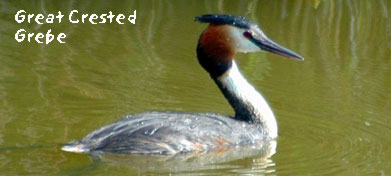 birding in spain gallery 1 great crested grebe photo