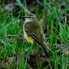 birding in spain spanish yellow wagtail photo gallery 1