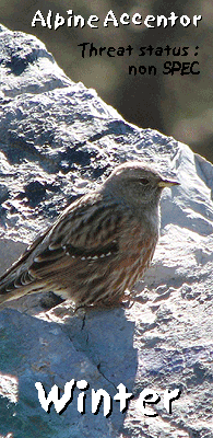 bird watching holiday spain garraf alpine accentor photo