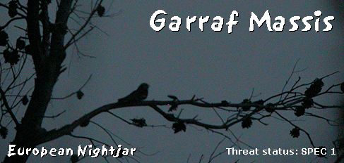 bird watching in spain garraf nightjar photo