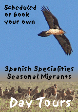 spain birding guided day trips banner