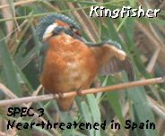 barcelona birding break kingfisher photo