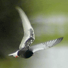 birding in spain birding guided day tours ebro delta white-winged tern photo