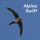 birding in spain birding guided day trips cap de creus alpine swift photo
