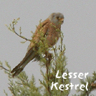 birding in spain birding short breaks steppes lesser kestrel photo
