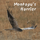 birding in spain birding holidays llobregat montagu's harrier photo