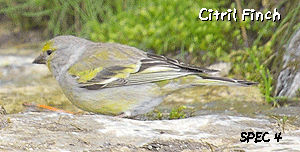 birding tours rock sparrow photo