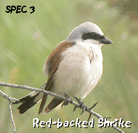 birdwatching tours spain pyrenees red-backed-shrike photo