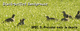 spain birding holidays black-bellied sandgrouse photo