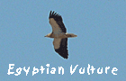Euro birding in Spain steppes bird trip egyptian vulture photo