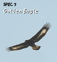 birding vacation spain golden eagle photo