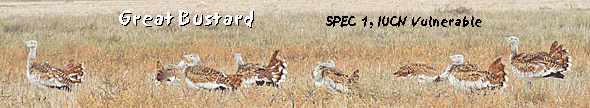 spanish steppes los monegros great bustard photo