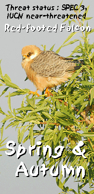 guided birding tours spain red-footed falcon photo