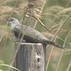 birding in spain birding guided family day trips ebro delta common cuckoo photo