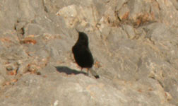 spain birding trip reports garraf black wheatear photo