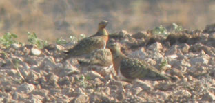 pin-tailed sandgrouse lleida steppes birdwatching vacation spain photo