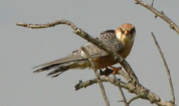 red footed falcon emporda spanish bird tours