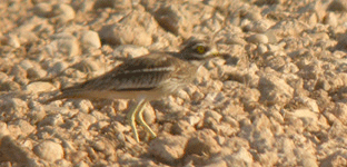 bird watching holidays spain stone-curlew lleida steppes photo