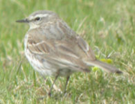 water pipit pyrenees spain birding holidays