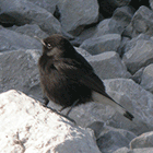 birding in spain birding winter garraf massis black wheatear photo