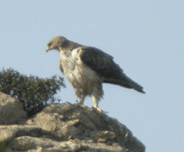 birding in spain birding guided day trips cap de creus bonelli's eagle photo