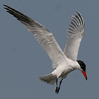 birding in spain birding winter ebro delta caspian tern photo